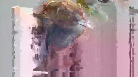 surbang online show from April 10, 7:07 pm