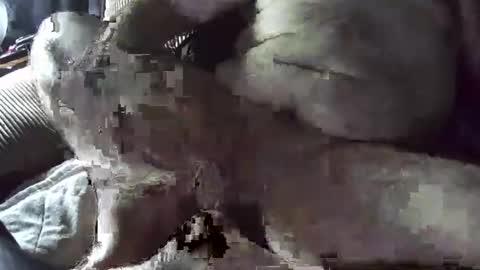 tacozod online show from January 2, 10:33 pm