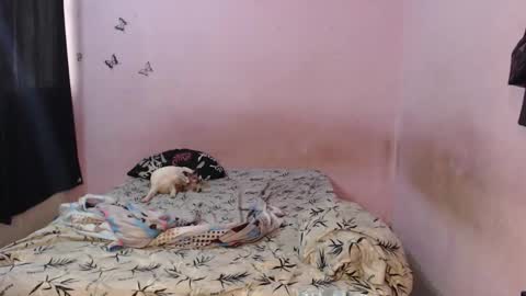 Tiana online show from November 12, 2:08 pm