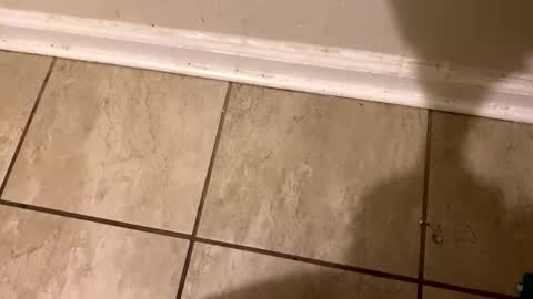  The real Mandingo  online show from February 12, 2:21 pm