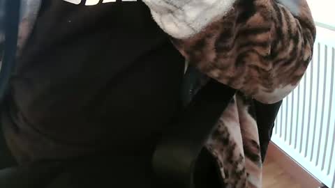 Daniel online show from February 4, 2:10 pm