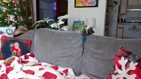 Strawberry Jane online show from December 6, 8:10 am